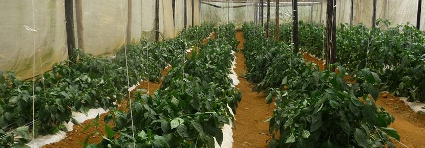 Volunteer Abroad on an Organic Farm with Projects Aboard Volunteer Abroad on an Organic Farm with Projects Aboard