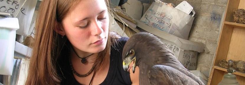Voyage humanitaire auprès d'animaux : stage médecine vétérinaire à l'étranger Une volontaire s'occupe d'un aigle lors de son voyage humanitaire auprès d'animaux à l'étranger