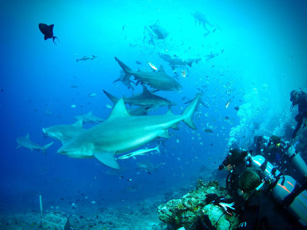 Sharks in Fiji Sharks in Fiji