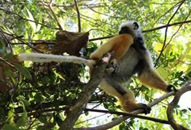 Madagascar Madagascar