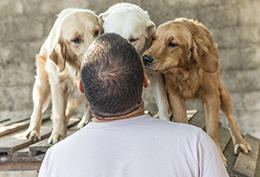 Animal Care Animal Care