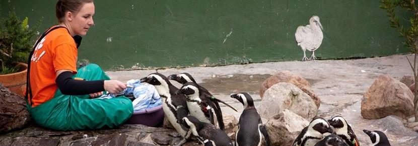 Volunteer Works with Penguins in Veterinary Medicine Abroad Volunteer treats penguins in an animal center overseas